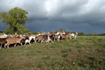 Goats Herd