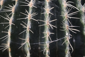 kaktus 96