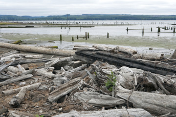 Fototapeta na wymiar driftwood on the beach