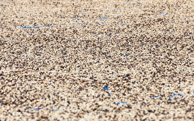 Dried coffee at noon