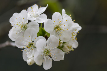 cherry blossom