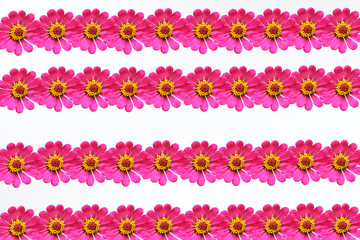 pink flowers in a row on a white background