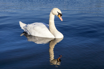 Swan on the Round Pond in Kensington Gardens
