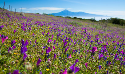 La Gomera, flowering mountain meadows