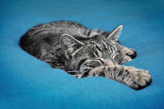 Junger Kater beim Chillen