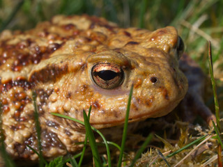 Erdkröte ( Bufo bufo)
