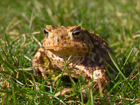 Erdkr&ouml;te ( Bufo bufo)