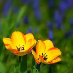 tulips