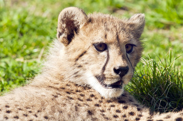 Obraz na płótnie Canvas Cheetah cub