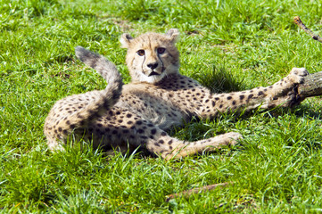 Fototapeta na wymiar Cheetah cub