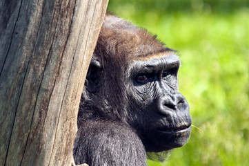 Fototapeta premium Gorilla