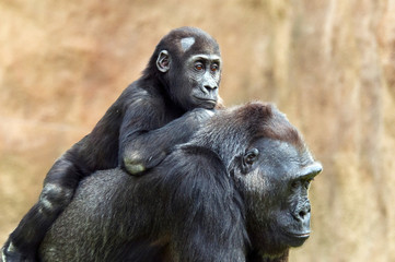 Young gorilla and its mother