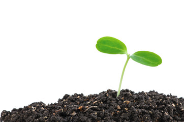 Small plant on pile of soil