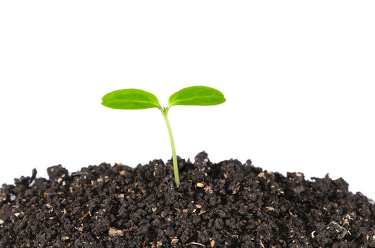 Small plant on pile of soil