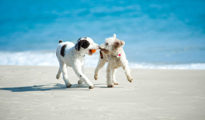 Spielende Hunde am Strand