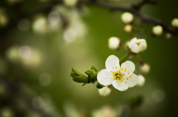 Plum flowers,Flowering plum,many beautiful white plum flowers bl