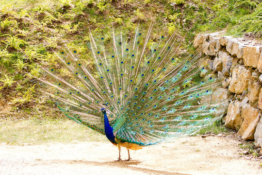 Blue peafowl displaying