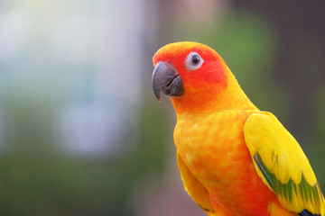 Sun conure parrot
