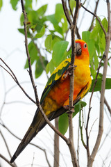 Sun conure parrot