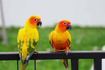 Sun conure parrot