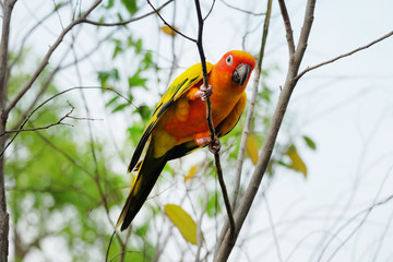Sun conure parrot