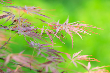 japanese maple - acer palmatum dissectum