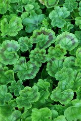 Close up of green leaves for backgrounds