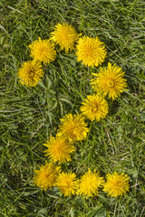 number two drawn with dandelion on the lawn