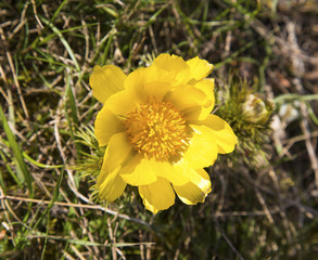 Fototapeta premium Fresh spring flower