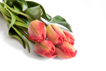 Spring flower  tulips bouquet