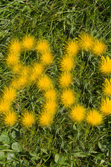 number eighty designed with dandelion on the lawn