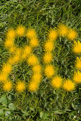 Obraz premium number eighty designed with dandelion on the lawn