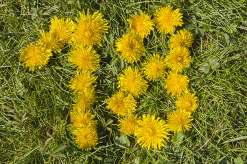 number eighteen designed with dandelion on the lawn