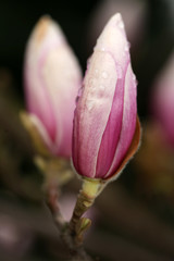 blossoming of magnolia trees during spring.