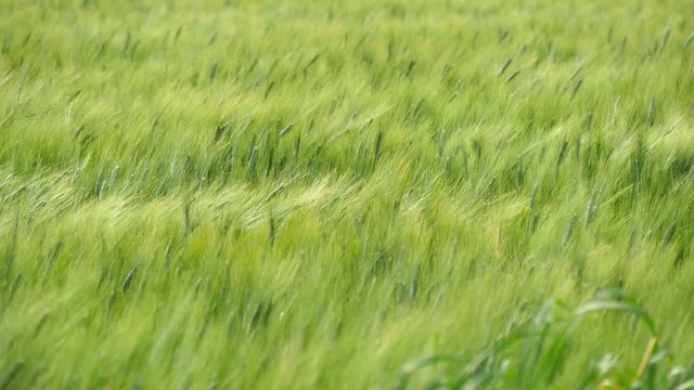 Spikes of green wheat moving in the wind (4K)