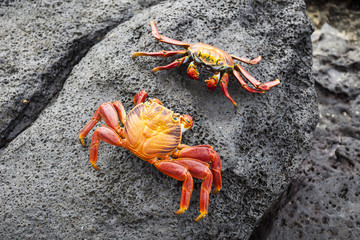 Zayapas couple crabs