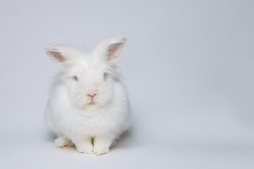 white rabbit