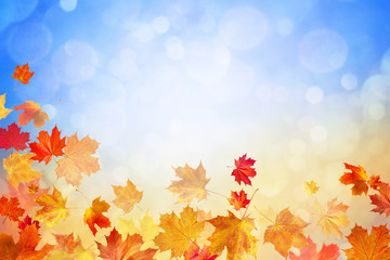 Naklejka na ściany i meble autumn leaves on blue sunny glow background