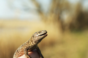 Lizard in female hand, closeup