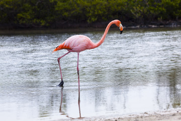 Flamingos walking in water