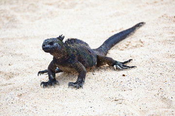 Iguana walking on white sand