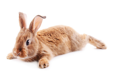 Little rabbit isolated on white