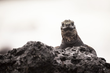 Iguana on rocks