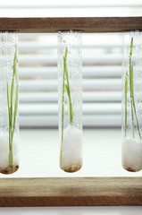 Sprouted grains in glass test tubes on windowsill background