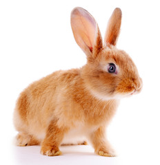 Fototapeta premium Little rabbit isolated on white