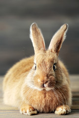 Little rabbit on wooden background