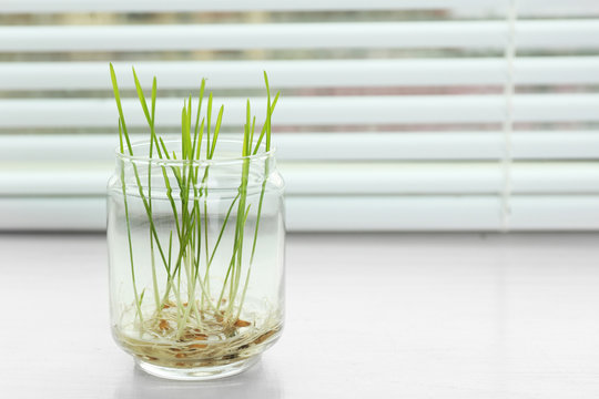 Sprouted grains in glass vase on windowsill background