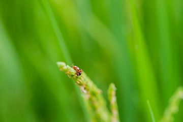 Ladybugs mating ,Selective focus