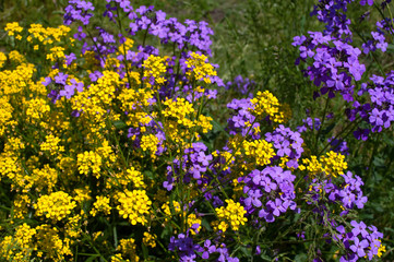 Obraz premium yellow and violet flowers