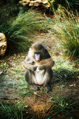 Mandrill (Mandrillus Sphinx) eating